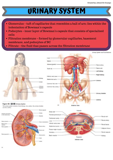 SOLUTION: Anatomy Physiology Chapter 18 - Urinary System - Studypool