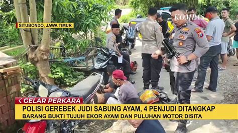 Judi Sabung Ayam Digerebek Polisi Sita Barang Bukti 7 Ayam Dan Puluhan