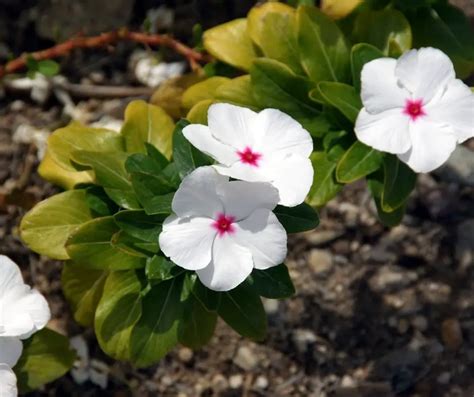 How To Propagate Annual Vinca Gardening Slash