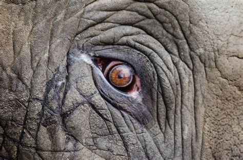 Elefante La Guida Sul Mammifero Terrestre Pi Grande