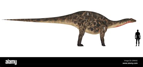 Illustration of a comparison of the size of an adult Dicraeosaurus with ...