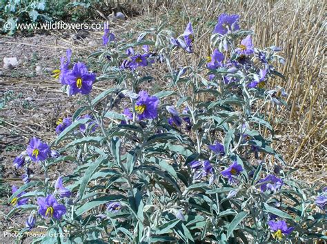 Solanum elaeagnifolium