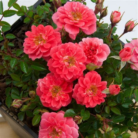 Rosa Salmon Queen® Floribunda Rose Climbing Fragrant