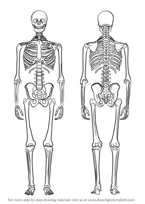 Learn How to Draw a Skeleton (Everyday Objects) Step by Step : Drawing ...