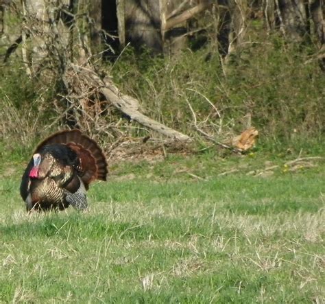 Larry Dablemont Outdoors: Old Gobbler Hunters-- Old Ways 4/16/2016