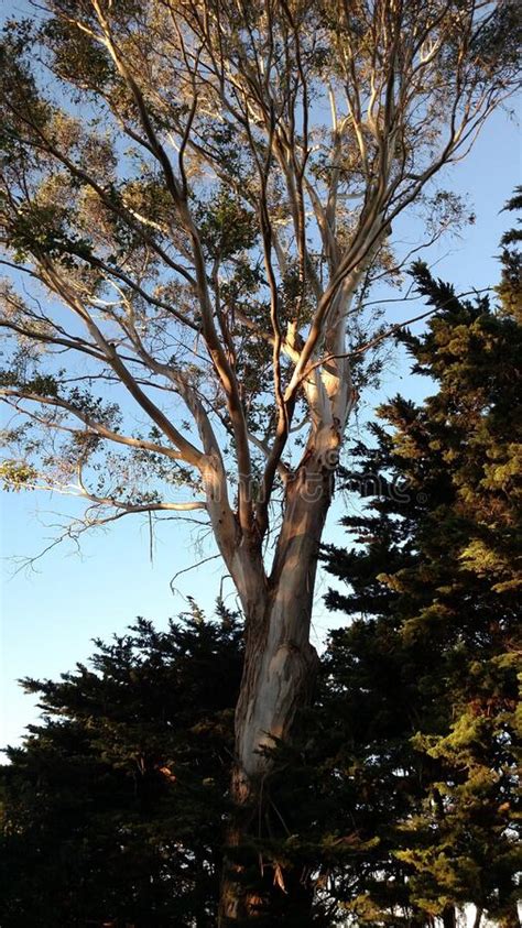 Vertical Shot Of A Karri Tree Eucalyptus Diversicolor With Pine Trees