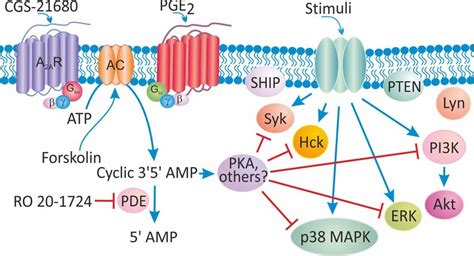 Model Of Early Signaling Pathways Regulated By The A2ar And Download Scientific Diagram