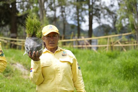 A través del Plan Nacional de Reforestación se han plantado 2 9