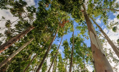 Projeto Florestar Da Cenibra Incentiva A Conserva O Da Biodiversidade