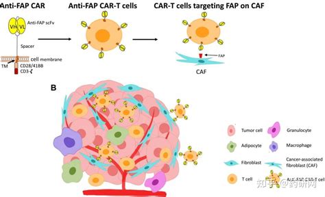 靶向实体瘤另辟蹊径：成纤维细胞激活蛋白fap 知乎