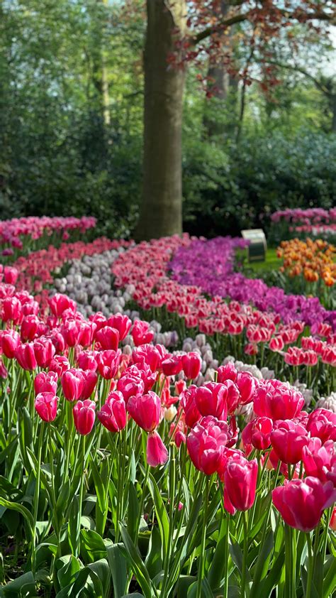 Tours and Tickets Amsterdam - Tulip Festival Amsterdam