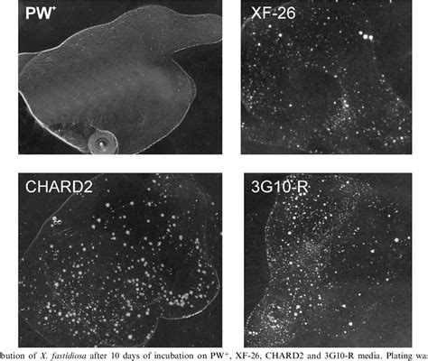 Figure From Colony Aggregation And Biofilm Formation In Xylem