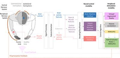 Frontiers Challenges Of Neural Interfaces For Stroke Motor Rehabilitation