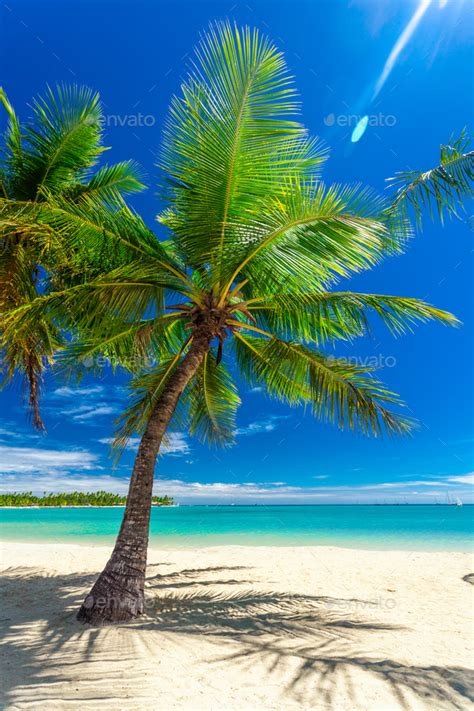 Tropical Beach With Coconut Palm Trees And Clear Lagoon Fiji Is Stock