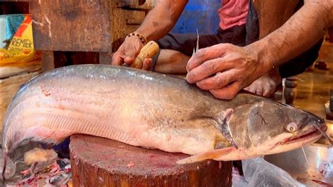 Amazing Big Wallago Catfish Cutting Live In Fish Market Fish Cutting