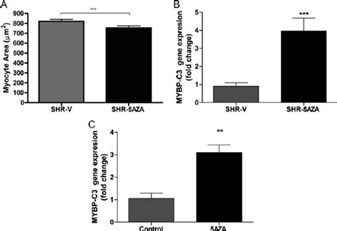 Effect Of Azacytidine Aza Treatment On Myocyte Area In Vivo And