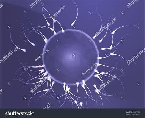 Illustration Of Human Egg Cell Being Fertilized By Sperm 15589771