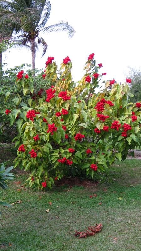 Bixa Orellana Lipstick Tree Annatto Achiote 6″ Pot Gardino