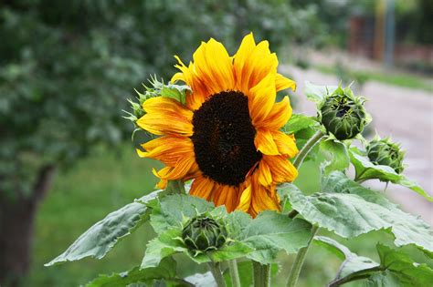 Girasol De Color Amarillo Naranja Foto Gratis En Pixabay Pixabay