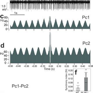 Identification Of The DCN Neurons And Firing Rate Properties A