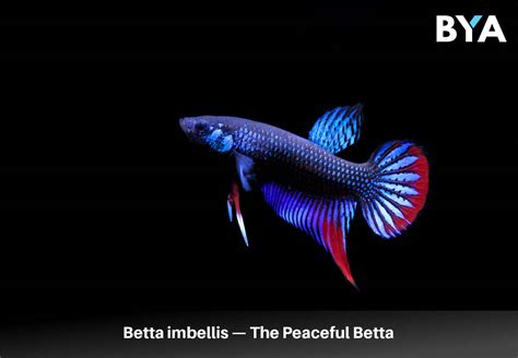 Betta imbellis — The Peaceful Betta