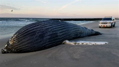 Dead humpback whale washes up on shore of Long Island beach - ABC7 New York