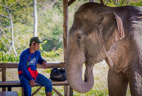 Phuket Elephant Sanctuary Tutto Quello Che Cè Da Sapere