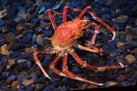 Caranguejo De Aranha Japonês Imagem de Stock Imagem de vida aranha