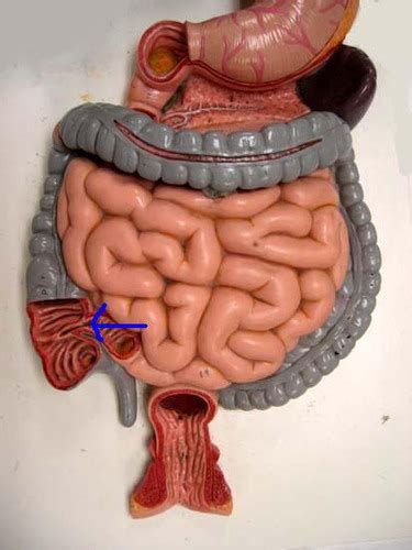 Digestive System Practical Flashcards Quizlet