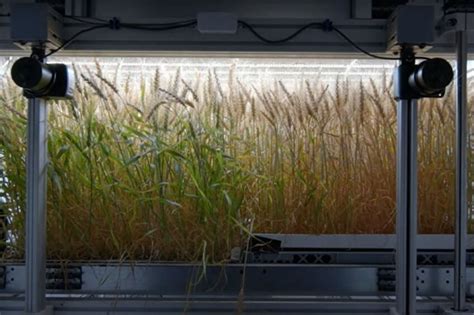 Infarm shows potential of indoor-grown wheat - Future Farming