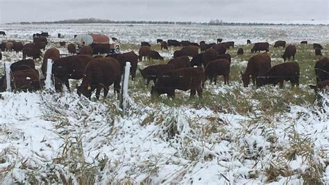 Difficult year for cattle industry | farmnewsNOW