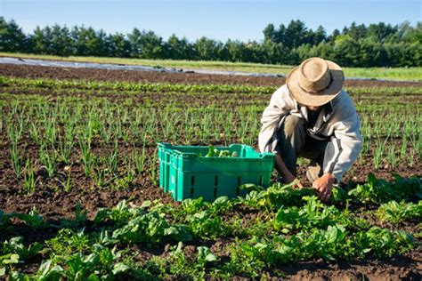 Coltiviamo Abilit Attivit Di Agricoltura Sociale Per Promuovere L