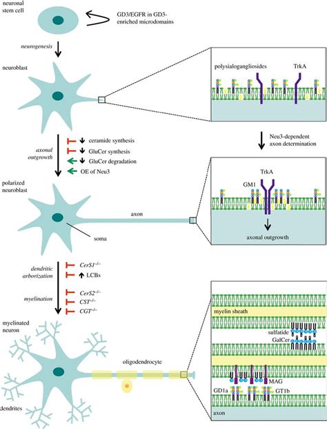 Roles Of Sphingolipids In Neuronal And Glial Development And