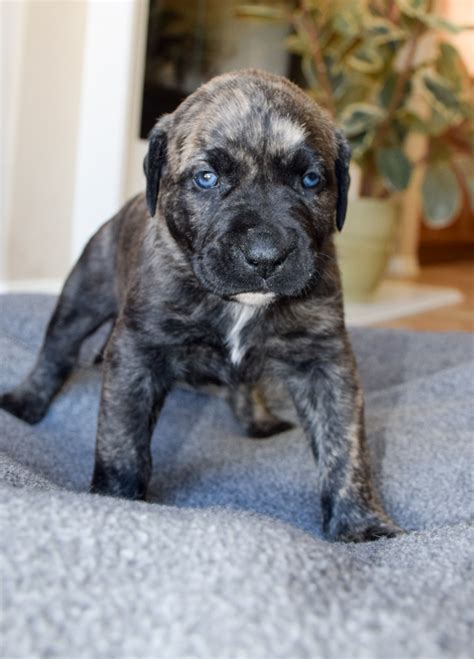 Presa Canario Puppies For Sale In California SoCalPresa Presa