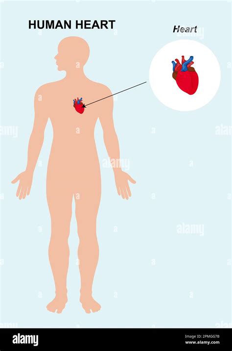 Anatomía Del órgano Del Corazón Humano Ilustración Vectorial De Fondo