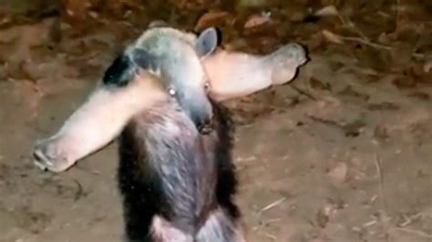 Video La Curiosa Reacción De Un Oso Hormiguero Al Ser Rescatado De