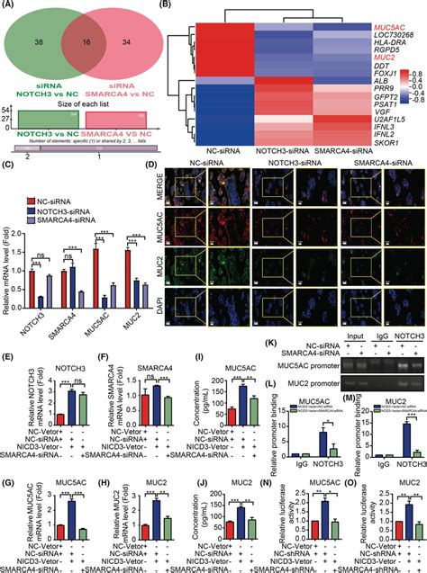 Notch3 Interacts With The Smarca4 Target To The Expression Of Muc5ac Download Scientific