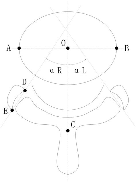 Diagram Of The Method Used To Measure The Facet Joint Angle The Facet