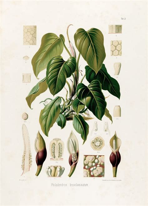 Aroideae Maximilianae Pl By Heinrich Wilhelm Schott Artvee