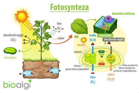 Fotosynteza Bioalgi