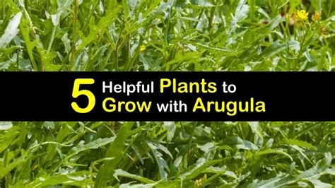 Plant Companions for Arugula - Plants that Grow Well with Arugula