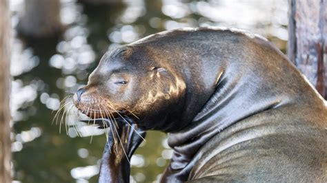 Video California Sea Lions Are The Fastest Of All Seals Oceana Youtube