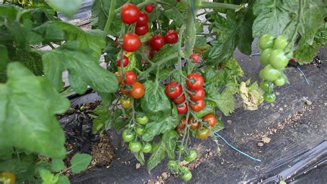 Tomates Cerise Cherry Delight Le Jardin De Rodolphe