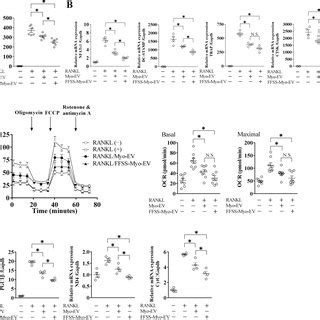 Analysis Of Isolated EVs From C2C12 Cells Myo EVs A The Protein