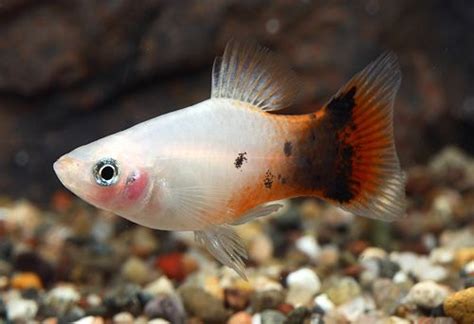 Platy Mickey Mouse Dalmatian Med Aquarium Fish Tropical Fish