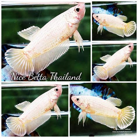 Female Dragon Plakat Betta Informacionpublica Svet Gob Gt