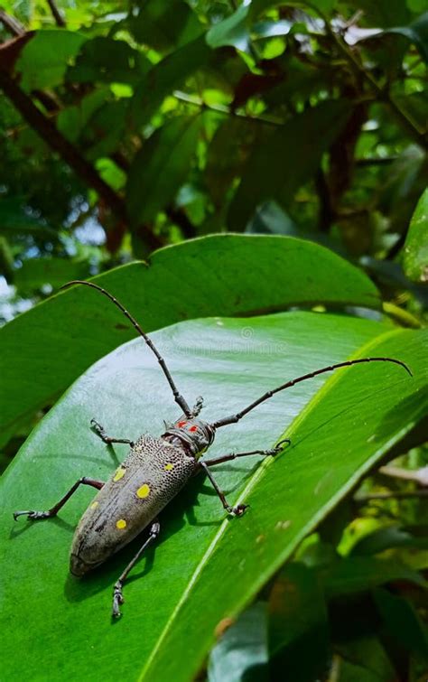 Asia Long Horned Beetle Batocera Rubus Stock Image Image Of