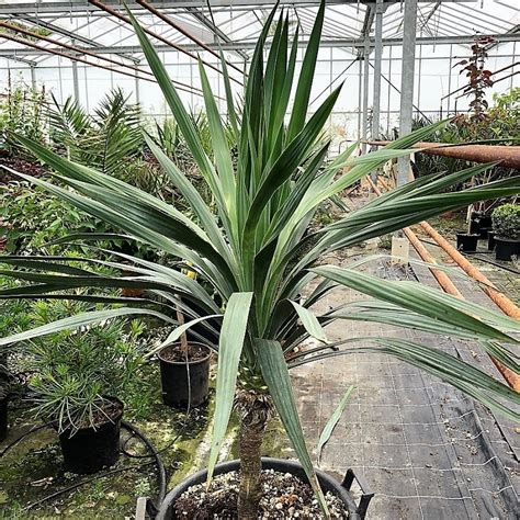 Buy Large Yucca Gloriosa Plants Delivery By Charellagardens