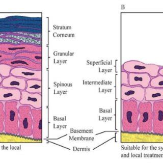 (A) The oral keratinized epithelium (B) nonkeratinized epithelium | Download Scientific Diagram