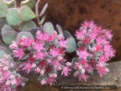 Sedum Cauticola Lidakense Cliff Stonecrop Dancing Oaks Nursery And